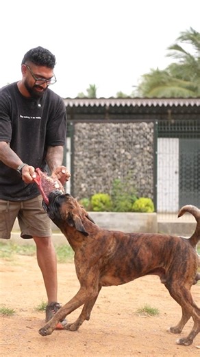 43K views · 399 reactions | Boxers from @thebarkhouse.in #prasanth360 #boxer #boxerdog #boxers #dogs #tamil #thebarkhouse #tamilvideo #tamilvlogs #coimbatore #instareels #fbreels | Prasanth360 | Facebook