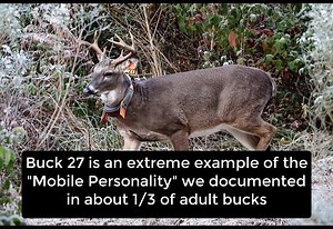 78K views · 501 reactions | We posted part 1 to Buck 27's journey last year as part of our series letting you in on some of our latest research findings regarding adult buck movement. Check out Part 2 and drop your comments below! How do you plan to use information like this to be more successful in the woods this fall? | MSU Deer Lab | Facebook