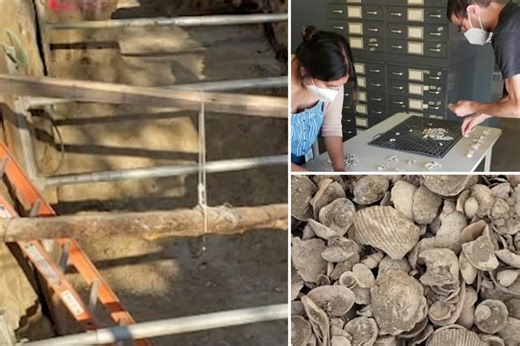 9-million-year-old marine fossils found beneath California high school during construction