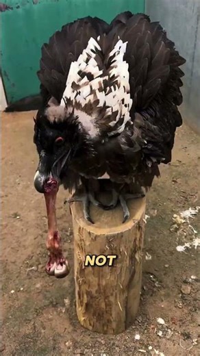 This Eagle Eats Bones Like They're Candy!