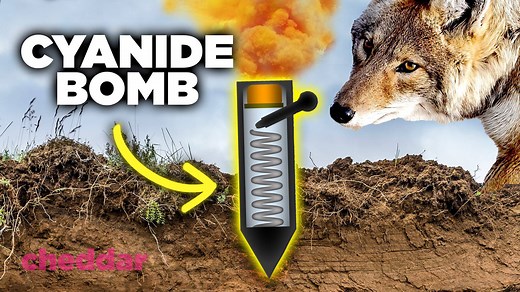 In 2018, over 2.6 million animals in the U.S. were killed by Wildlife Services, which is part of the U.S. Department of Agriculture. Wildlife Services kills wildlife for a range of reasons, but one particular method of killing involves bombing certain animals with cyanide using a device called an M-44. The device, which is planted on public and private land, has killed pet dogs and harmed humans. Some states have banned the use of this weapon, but it still remains authorized in others. | Cheddar