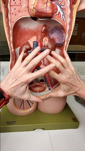Can you squeeze your bladder? #anatomy