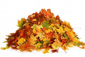 Leaves: Why do leaves change colors?