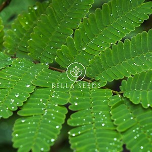 50 Touch Me Not, Sensitive Plant Seeds, Mimosa Pudica - Etsy