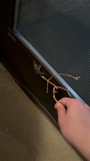 Toad Climbing Up A Window