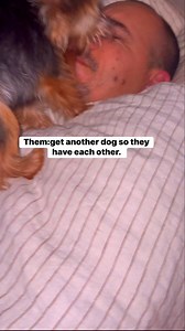 My alarm clocks never fail. 🤣 #reelsusa #yorkielove #yorkie #yorkshireterrier #dog #doglife #doglover #funny | Dexter D Yorkie