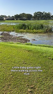 7.3K views · 137 reactions | Funny little baby alligator at a Florida golf course back in June—it’s crazy to think they used to be endangered. Now almost any lake, pond, or river in Florida has a good chance of having one of these awesome reptiles living in it #SHRKco #Florida #alligator #gator #reptile | SHRKco | Facebook