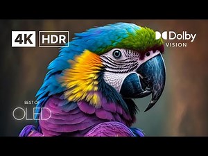 Incredible 4K HDR 60FPS | A Visual Feast for Your Eyes in Ultra HD