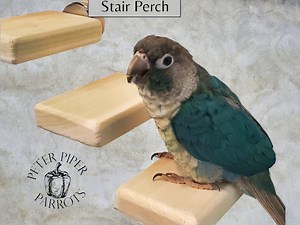 Natural Wood Bird Flat Perch Stair Set | Increase Enclosure Play Space | Safe, Durable, and Easy to Clean - Etsy