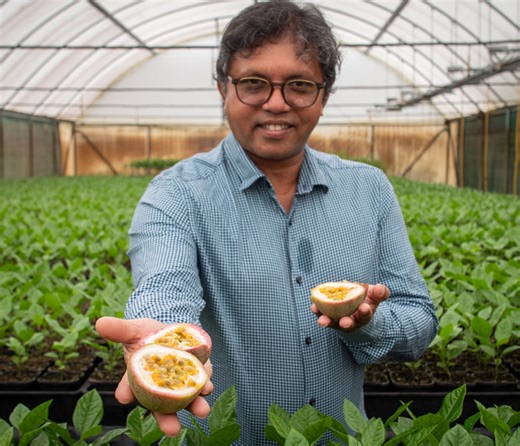 Passion project revitalising flagging fruit industry