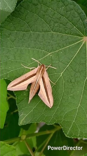 Brown-banded Hunter Hawkmoth#butterfly