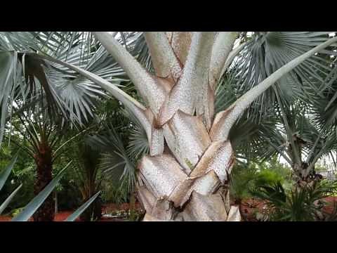Bismarck's Palm - Bismarckia nobilis, Florida's most popular landscape palm (Maybe!)