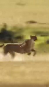 1110044787524654____Is this real life | capture oiseaux | Facebook