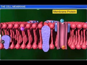 Cell Membrane Video Lecture | Crash Course: Class 9 (Hinglish)