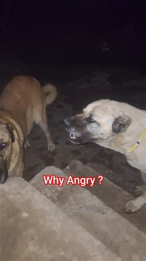 Why Angry ?😡🌛 #animals #kangal #angrydog #shorts