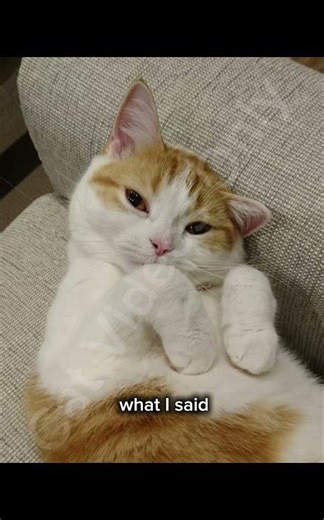 I am up for adoption #cat #funny #memes #shorts #catvideosonly