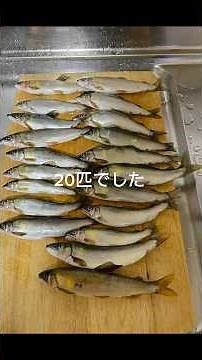【友釣りデビュー】初心者でも友釣りで鮎が‼️6/1日桂川鮎解禁日に友釣り初めての超初心者の釣果🔰【友釣り】【鮎】【初心者】#桂川#笹子川#鶴川#鮎釣り#友釣り