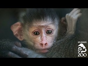 L.A. Zoo Introduces Mandrill Babies
