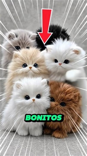 OS 4 GATOS MAIS BONITOS DO MUNDO 🐱✨#curiosidades #shorts