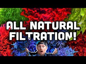 Macroalgae in Reef Tanks! Natural Filtration! | Care Guide