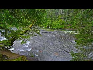 Englishman River Nature Soundscape 4K | Soothing Flowing Water & Forest Birds Sounds