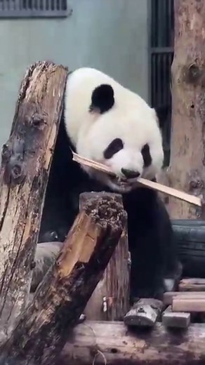 Cool! Giant panda Meng Lan in Beijing Zoo is showing up with a new style again~~ #wonderfulChina #panda #Beijing #star #WowChina | Miss Panda