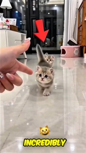 The Cutest Copycats You’ll Ever See! 😻✨