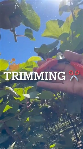 Kiwi Plant Makeover: Messy → Clean! 😳 | #kiwifruit #work #video #daily #farming #farmlife #ytshorts