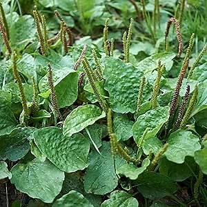 Outsidepride Common Green Plantain Seeds for Planting - 10,000 Pcs Perennial, Easy-to-Grow Herb Seeds for Culinary, Farm & Household Uses, Low-Growing Foliage for Tropical & Subtropical Climates