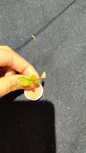 mini plant from cap , clay, small twig. like share and subscribe my channel!