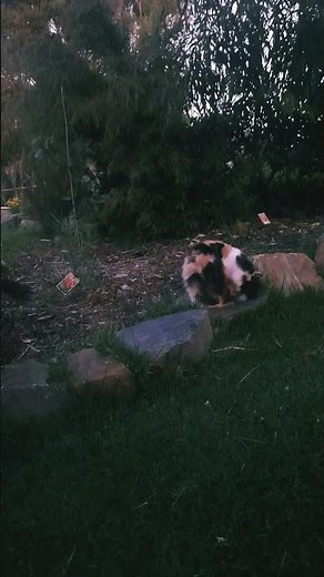 seismic. #dutchsinse