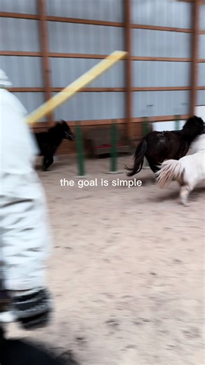 Training Day at SOUL Harbour Rqnch Animal Therapy Program. Wow, all 14 mini horses and 2 mini donkeys got out today thanks to our incredible group of volunteers! We groomed them let them all run loose before we trained to get the zoomies out. 🤪 We practiced all of the Pet Partners therapy test skills, including walk, whoa, back, stay and hugs. Every training session starts with the foundation skills of walks and whoas, as we build a relationship with the animal, progressing on to the back, stay