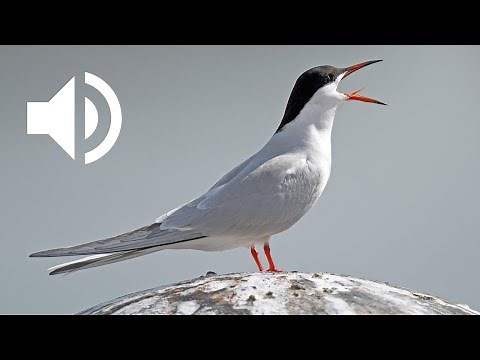 Le Cri de la Sterne Arctique : l'oiseau aux plus longs voyages | Arctic Tern Sound Call