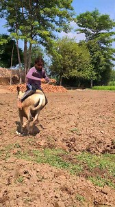 1.7M views · 8.8K reactions | Donkey Riding 藍#funny #reels #viral #page | Bacha Time Reels | Facebook