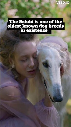 Ancient Egyptian Dog Breed: Saluki History and Facts