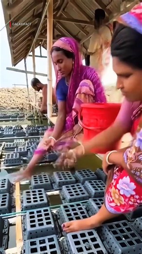 Bangladesh Soft Shell Crab Farming Process | Amazing Crab Cultivation & Export Business #shorts