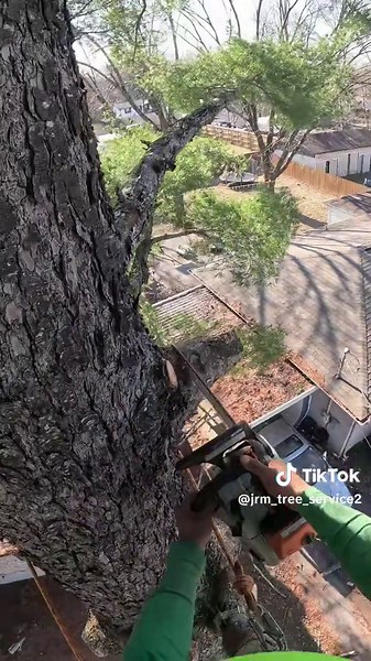 #arborist #arboristclimber #arborists #arboristlife #arboristwork #arb #climb #climbing #rope #harness #treesurgeon #treesurgery #treesurgeryuk #treework #treeworker #chainsaw #gopro #video #birch #freefall #chainsawman #cutting #fell #stihl #stihlchainsaw #climber #tree #removal #shaping #tapping #brush #pruning #stump #grinding #emergency #tree #case #jrm #treeservice #careforlife #nashville #tennessee #treeremoval #treeclimber #expert #professional #fyp #fyp #fypage #viral #usa #paratii #vira