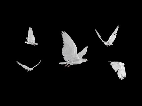 White Doves - Flying Flock - Five Birds - Transparent Transition