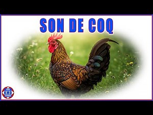 🐓 Le coq chante comme jamais auparavant – Sons d’animaux authentiques et réels