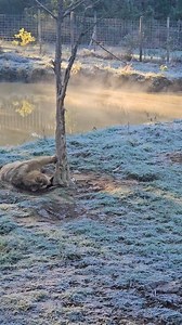 20K views · 121 reactions | Help us make a difference at Grizzly Ranch! Your support allows us to care for our bears, primates, and other rescued animals while expanding their enclosures and improving their lives. Every dollar helps!  Donate here: https://givebutter.com/LjYJUX | Grizzly Ranch Bear Rescue | Facebook