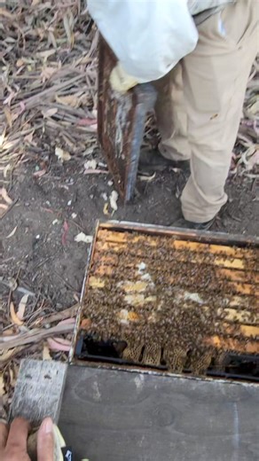 Checking single hive that needs additional brood boxes #beekeepers #honeybees #Honey | King Bee PH