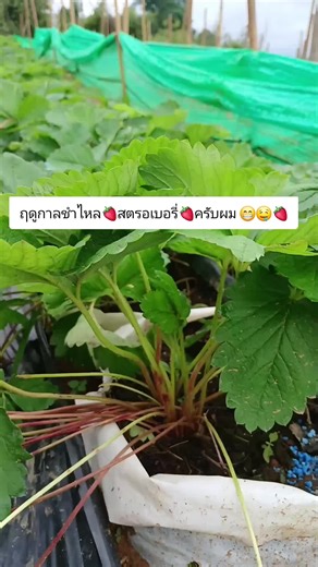 DoiStory. บน TikTok