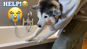 203K views · 6.4K reactions | Stubborn Husky Refuses To Bath!!... #huskylife | Milperthusky | Facebook