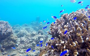 3.8K views · 157 reactions | Just some of the sea creatures you'll meet snorkelling the Gili Islands  www.introtravel.com/tours/#bali | Intro Travel | Facebook