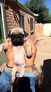 72K views · 1.5K reactions | Solar Eclipse 2017 ! | TEXTING! | Facebook