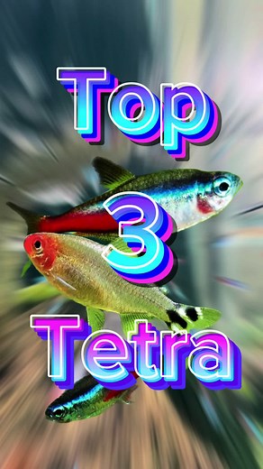 Micro Aquatic Shop on TikTok