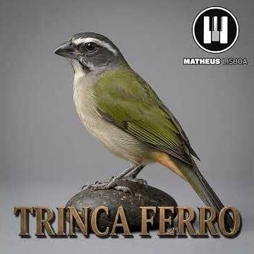 Trinca Ferro - Matheus Lisboa (Matt Lisbon)