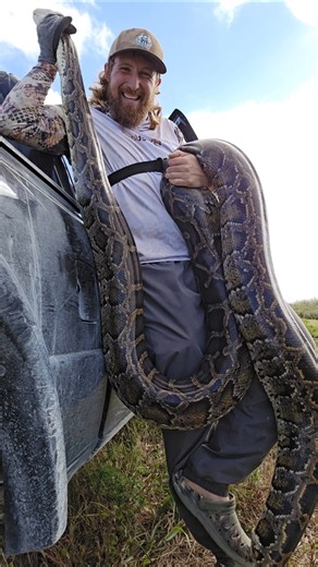 SOLO HUNTING PYTHONS IN THE EVERGLADES!