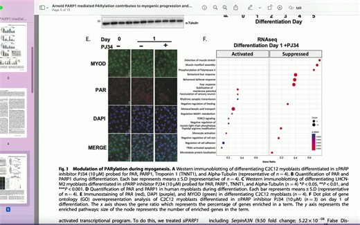 生物学论文精读5 PARP1 mediated PARALYSATION contributes to myogenic pro