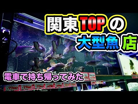 関東の大型熱帯魚ショップ訪問&熱帯魚購入お持ち帰り！ピライーバがデカすぎた！アフリカ肺魚 スネークヘッド 大型バルブ ダトニオ ナマズ多種紹介！